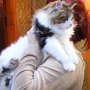 Dancingcat Lucky Dancingcat Lucky